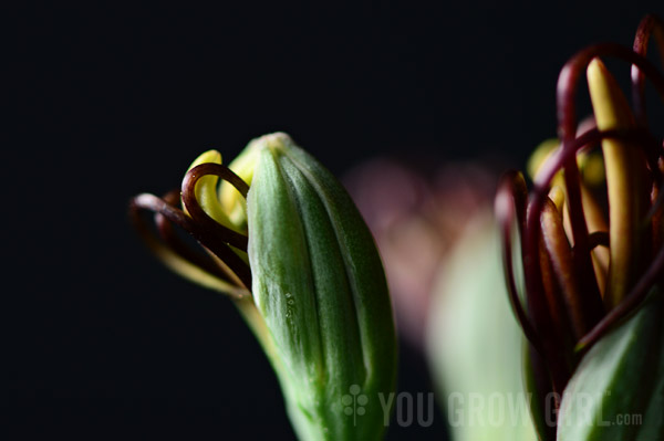 manfreda_undulata-chocolatechip_flower8