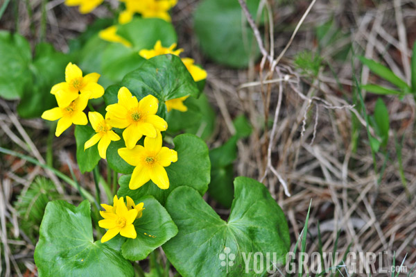 Marsh Marigold