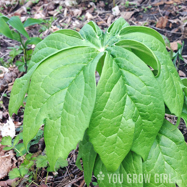 mayapple