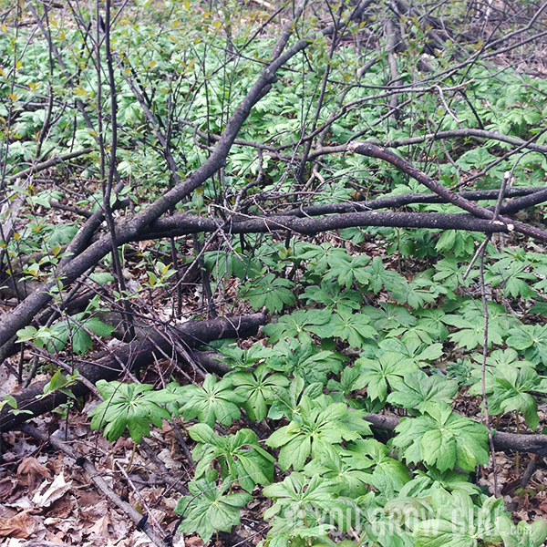 mayapples