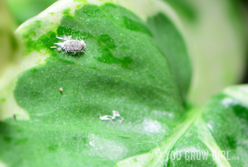 mealybug