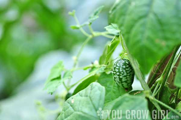 Mexican Sour Gherkin