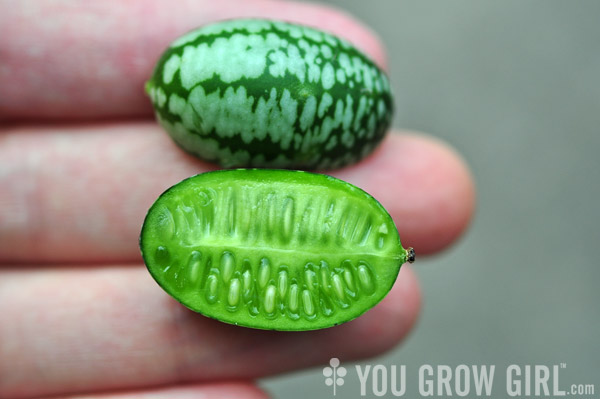 Mexican Sour Gherkin