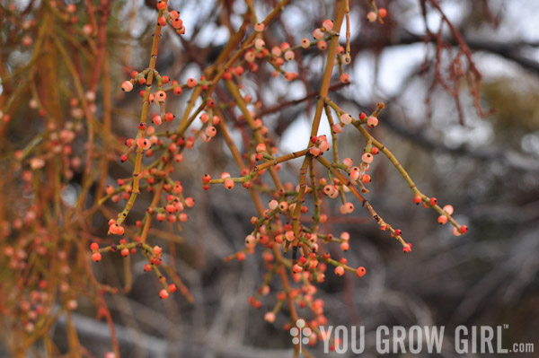 mistletoe