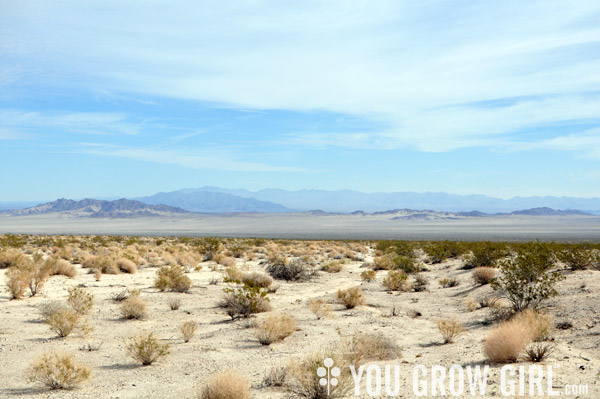 Mojave Desert