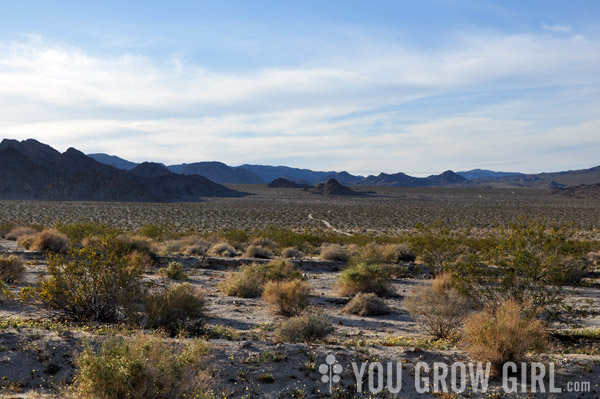 Mojave Desert