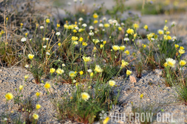 mojavedesert_wildflower4s