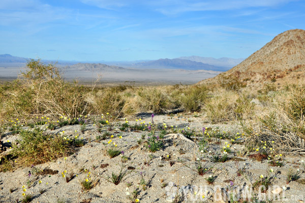 mojave desert wildflowers