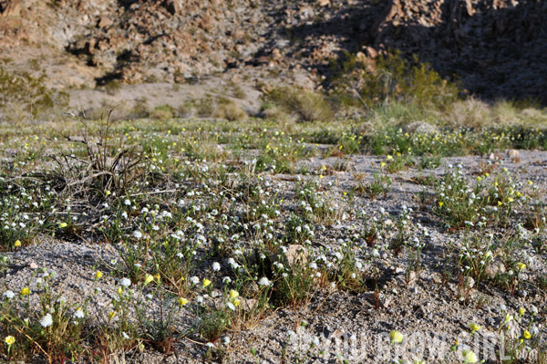 mojave desert wildflowers