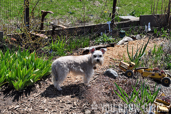 mollygarden_spring2013_2