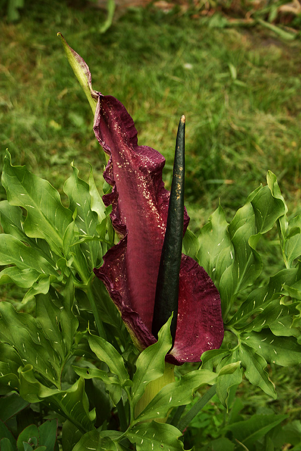 mr brown thumb Voodoo lily