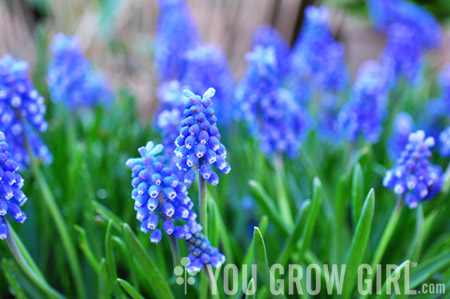 muscari_forced