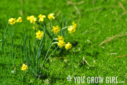 narcissus juncifolius