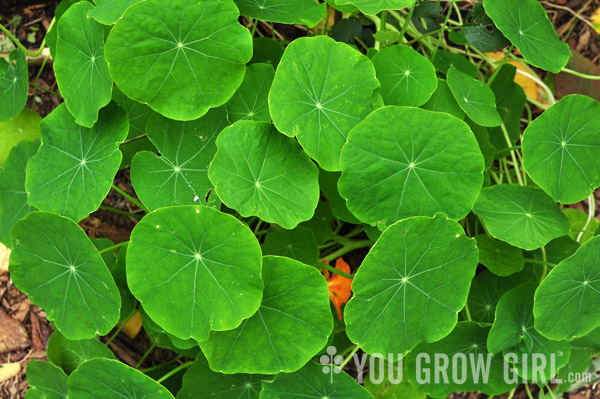 Large Leaf Nasturtium