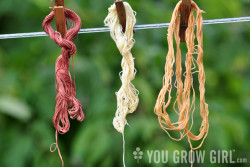 Natural Dyes Sumac Lovage Coreopsis