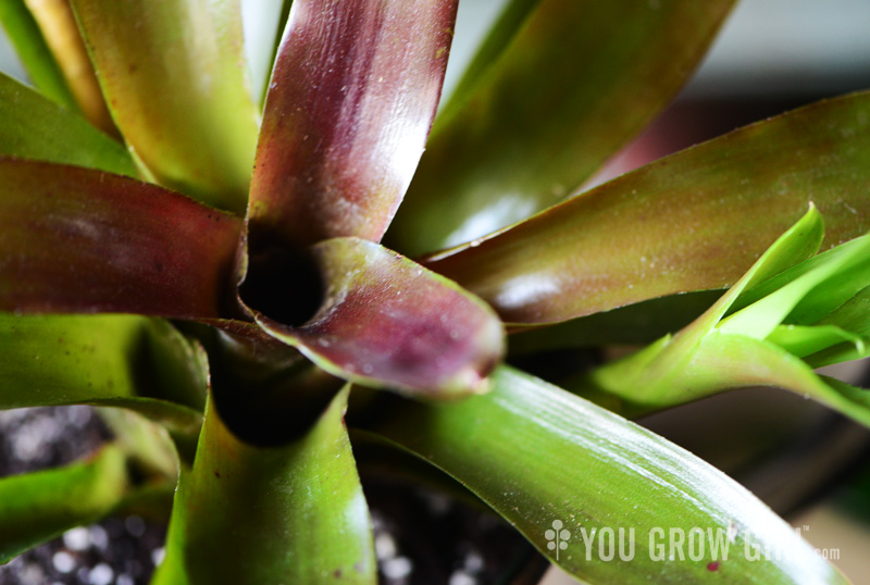 Neoregalia bromeliad