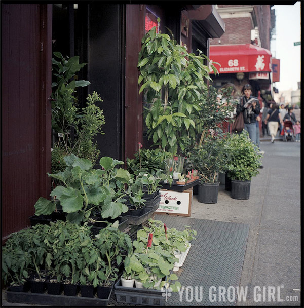 New York City Plants