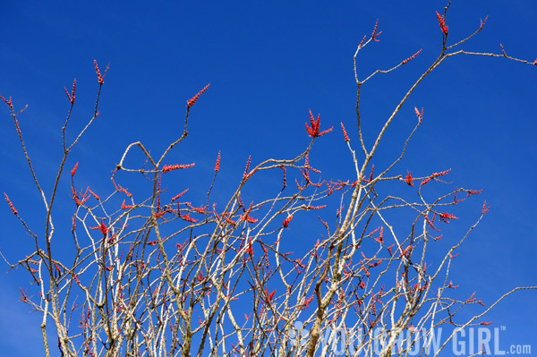 Ocotillo flowers Joshua Tree