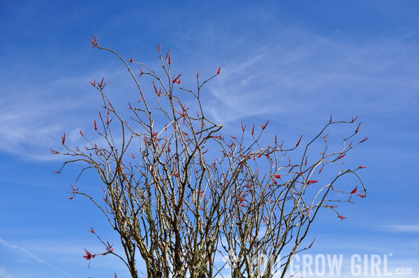 Ocotillo flowers Joshua Tree