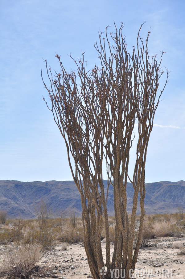 Ocotillo flowers Joshua Tree