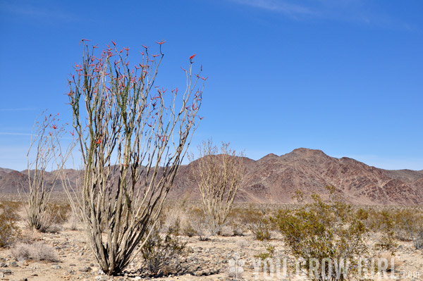 Ocotillo flowers Joshua Tree