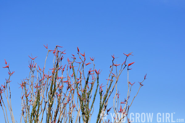 Ocotillo flowers Joshua Tree