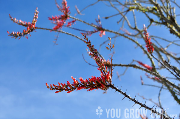 Ocotillo flowers Joshua Tree