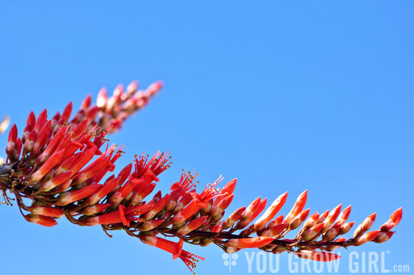 Ocotillo flowers Joshua Tree