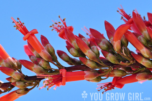 Ocotillo flowers Joshua Tree