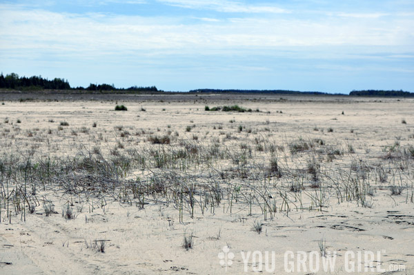 Oliphant Wetland