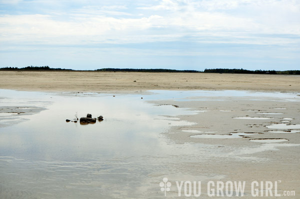 Oliphant Wetland