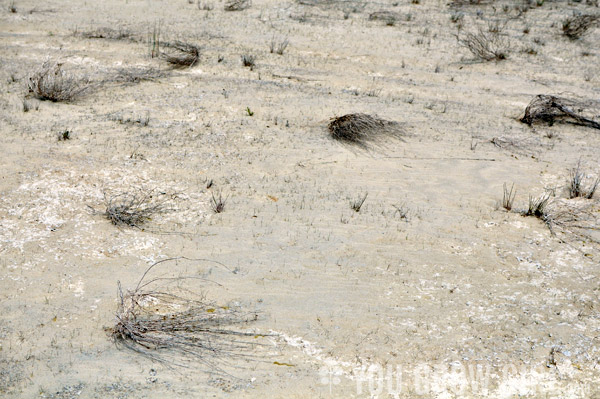 Oliphant Wetland