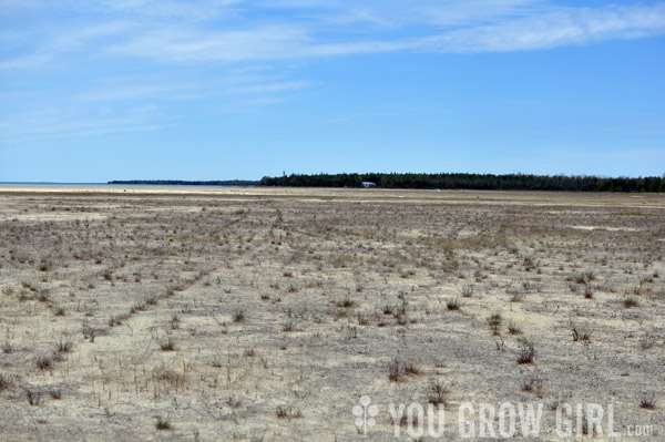 Oliphant Wetland