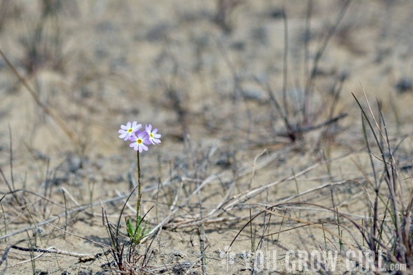 Oliphant Wetland Primula