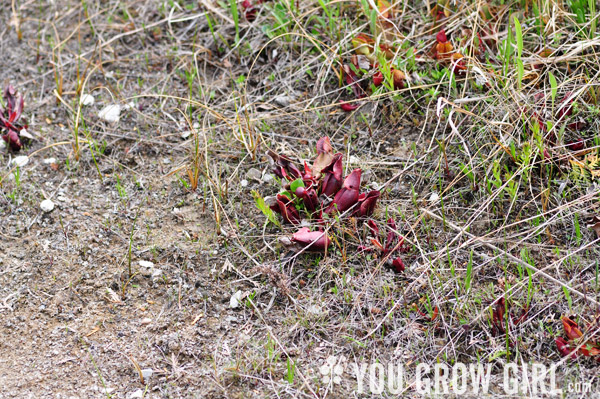 Sarracenia purpurea