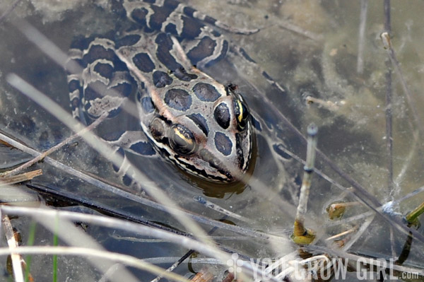 Leopard Frog