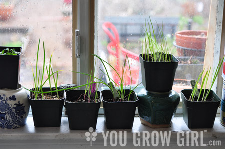 onion_seedlings