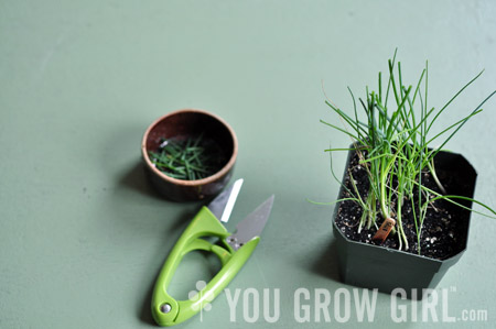 onion_seedlings_trim2