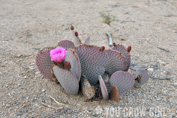 Beavertail Opuntia in Bloom