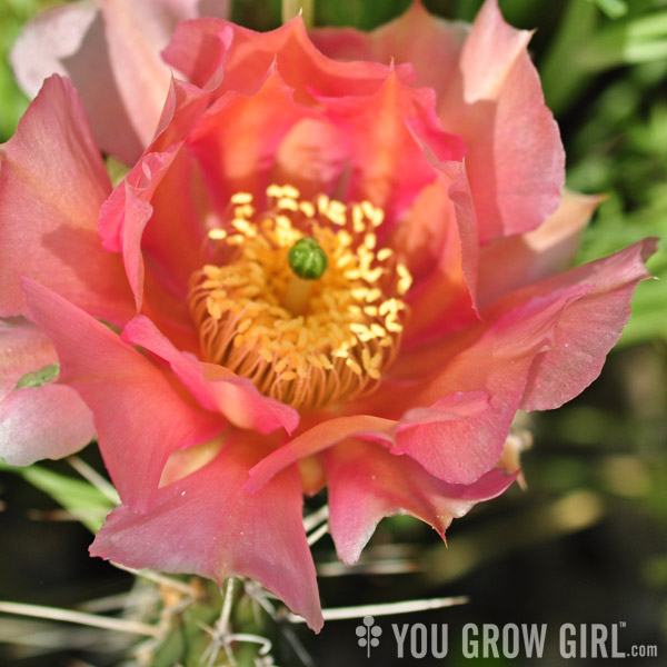 Opuntia polyacantha