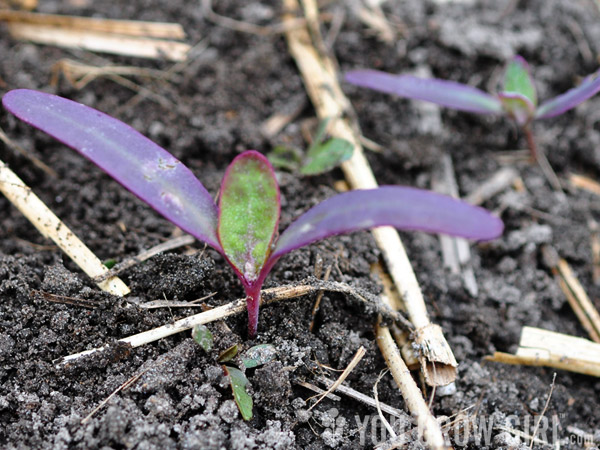 garden orach