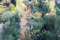 My Urban Garden August 2013