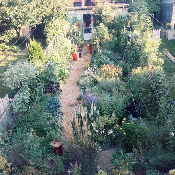 My Urban Garden August 2013