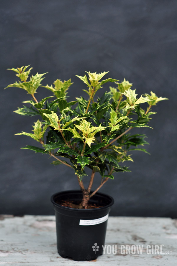 False Holly Osmanthus Goshiki3