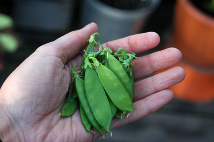 Handful of Peas