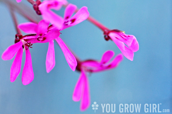 pelargonium_pink