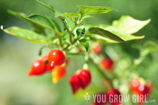 Biquinho Little Beak Pepper