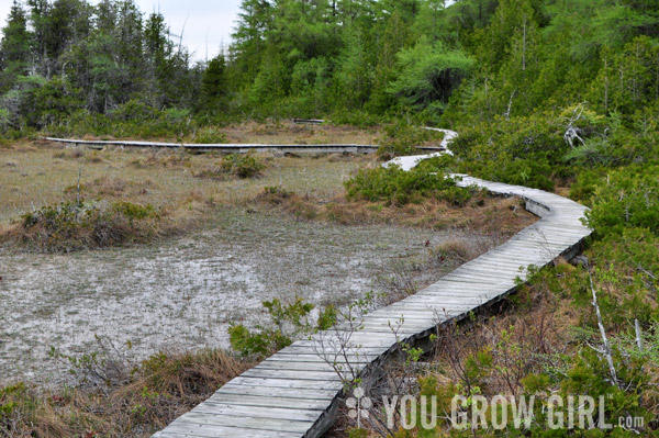 Petrel Point Fen, Bruce Peninsula