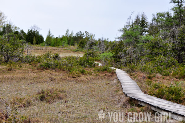 Petrel Point Fen, Bruce Peninsula