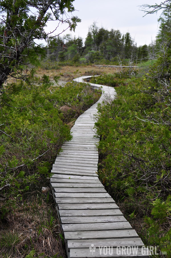 Petrel Point Fen, Bruce Peninsula